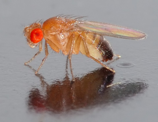 [a color photo showing from the side a 0.1 x 0.03 inch (2.5 x 0.8 mm) small male Drosophila melanogaster fly with red eyes facing left.]