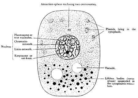 cell diagram, see caption