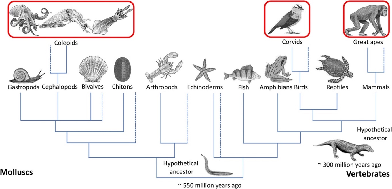 a phylogenetic tree: link to extended description below