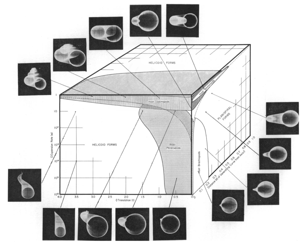 A line drawing of a cube with 14 different pictures of mollusk shells around it, lines connect each picture to a particular part of the cube. Axes are labeled 'Expansion rate (w)' , 'Translation (t)', and 'Distance (d) of Generation Curve from Axis' 