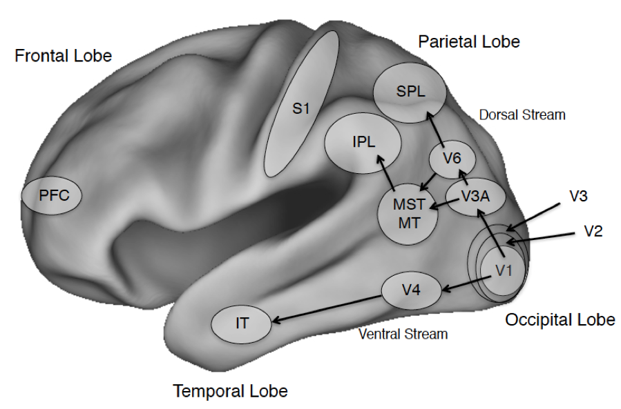 a diagram of the brain. Major clockwise sections labeled are the 'Frontal Lobe' with the PFC marked in it. 'Parietal Lobe' with S1 between it and the Frontal Lobe; also includes the SPL and IPL. 'Dorsal Stream' with, in a circle, MST and MT, V6, V3A. 'Occipital Lobe' with V1 and then in concentric circles around V1 are V2 then V3. 'Ventral Stream' with V4. 'Temporal Lobe' with IT. V1 has an arrow pointing to V4 then IT. V1 also has an arrow pointing to V3A which in turn has arrows pointing to V6 and MST/MT. V6 has arrows pointing to SPL and MST/MT. MST/MT has an arrow pointing to IPL.