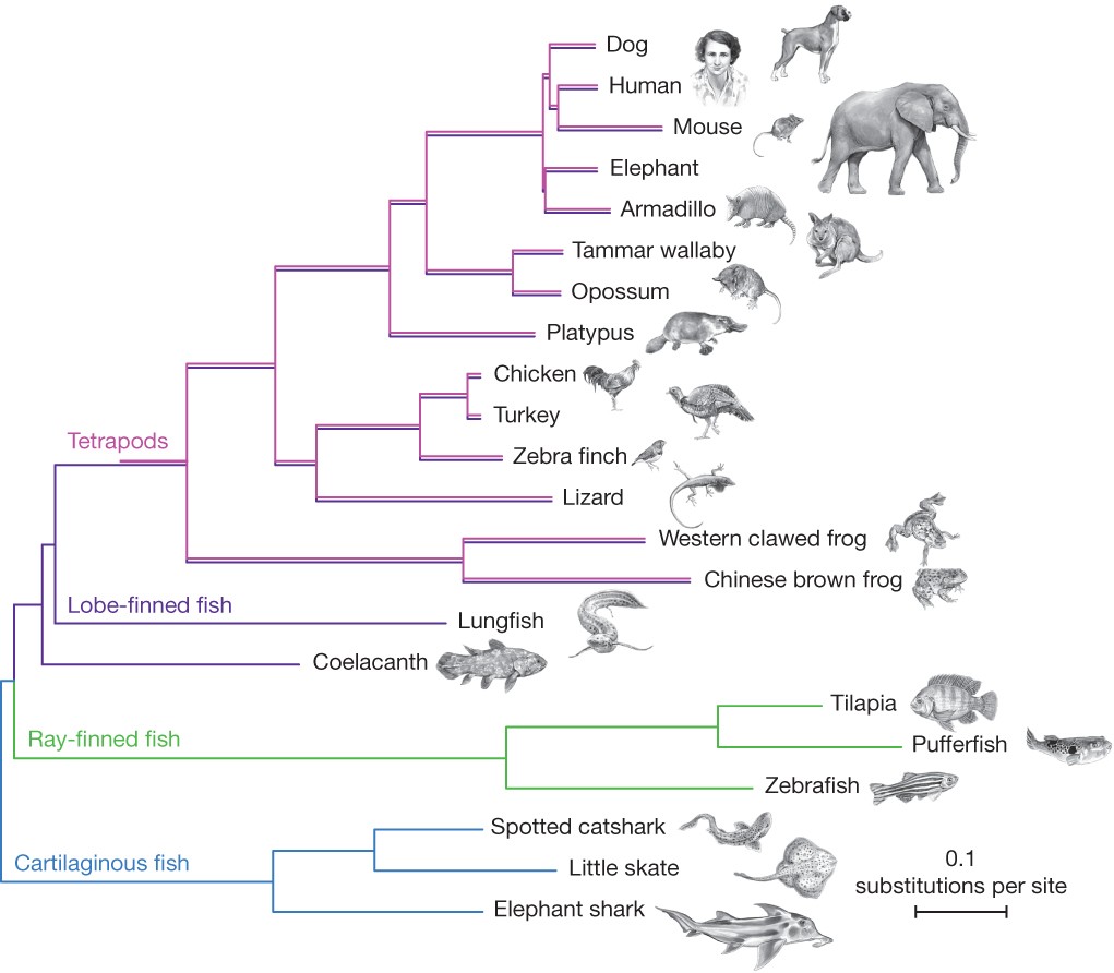 a phylogenetic tree: link to extended description below