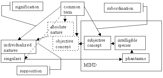 A box labeled (1) 'common term' has arrows pointing to boxes labeled (2) 'individual natures', (3) 'singulars', (4) 'absolute nature', (5) 'objective concept', and (6) 'subjective concept'. The arrow from (1) to (2) is labeled 'signification', the arrow from (1) to (3) is dashed and labeled 'supposition', the arrow from (1) to (6) is labeled 'subordination'. Boxes (2) and (3) share a side. Boxes (4) and (5) share a side and have dashed frames. Box (3) has an arrow to box (7) 'phantasms' which has an arrow to box (8) 'intelligible species' which has an arrow to box (9) 'subjective concept' which has an arrow to box (5). Boxes (7),(8), and (9) are inside a large box (10) labeled 'MIND'.